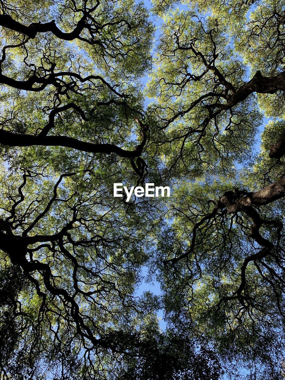 Low angle view of trees against sky