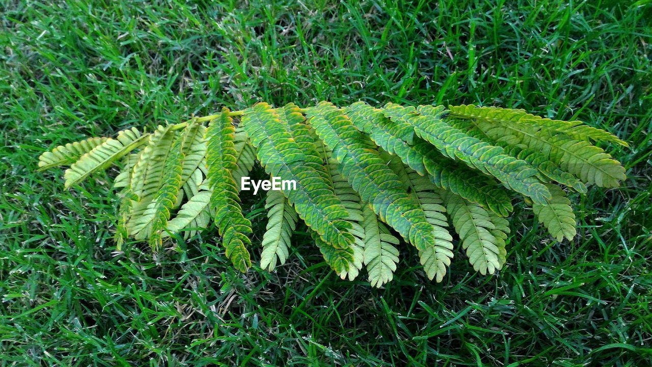 High angle view of fern growing on grassy field