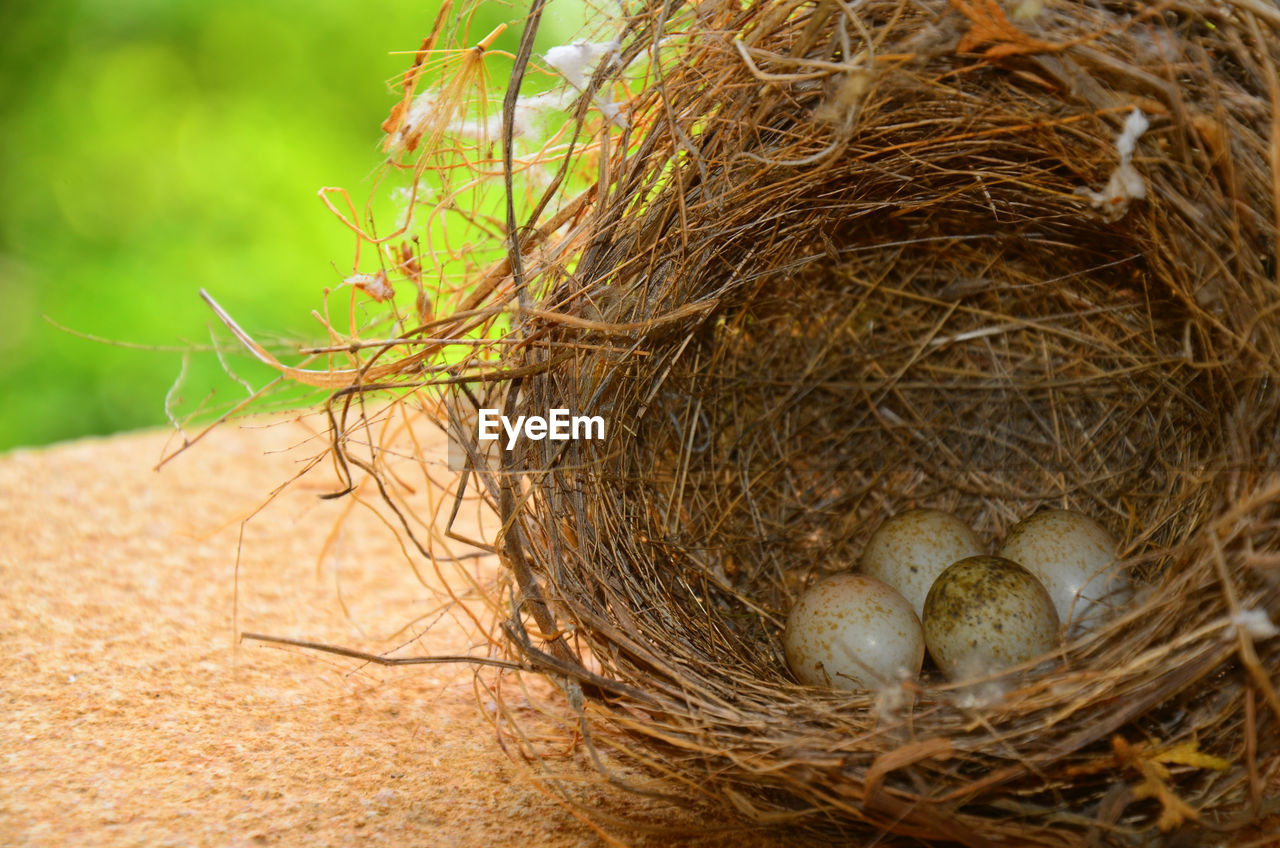 Close-up of animal eggs in nest