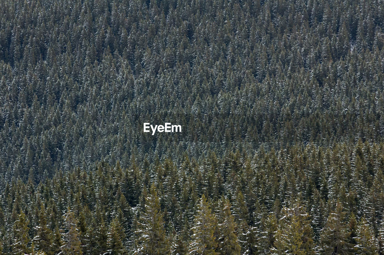 Full frame shot of pine trees in forest during winter