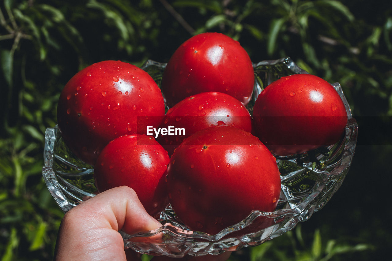 Close-up of hand holding tomatoes