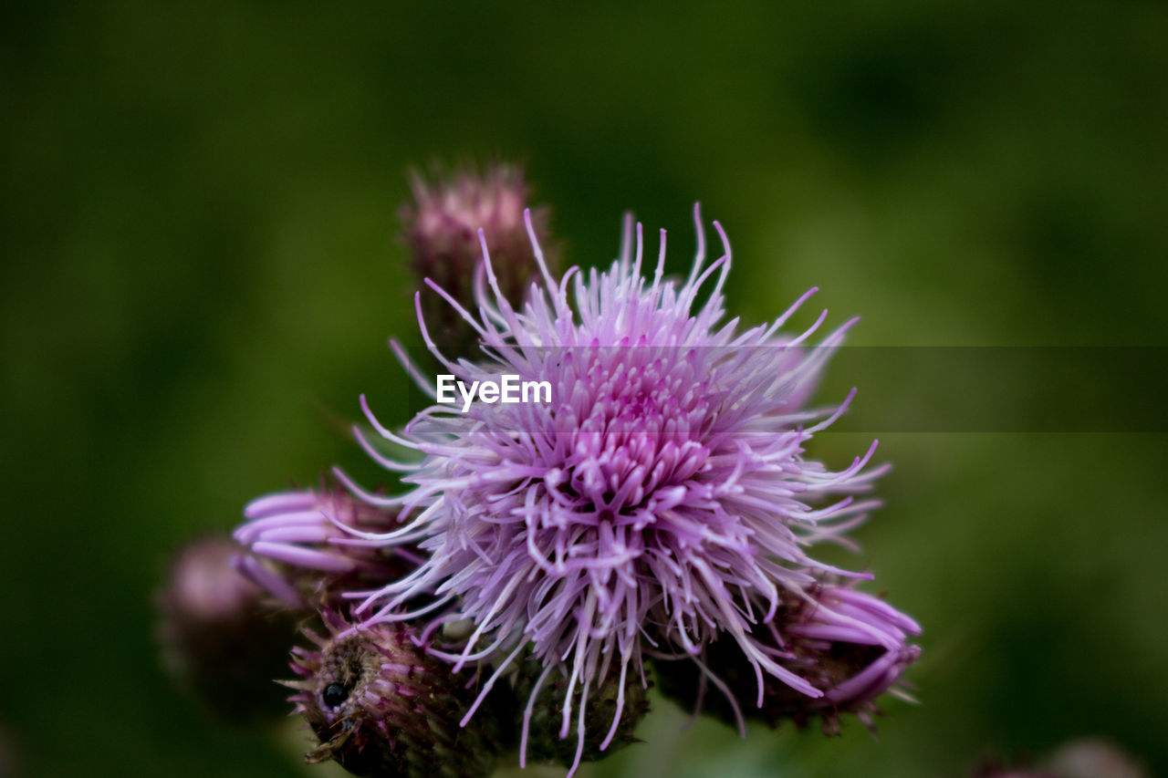 CLOSE-UP OF PINK THISTLE FLOWER