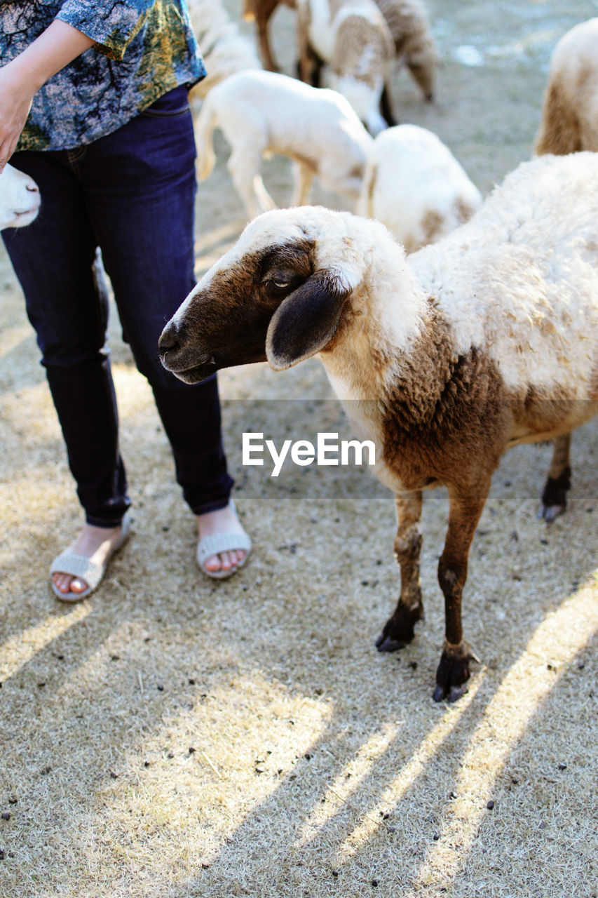 Low section of woman with sheep standing on backyard 