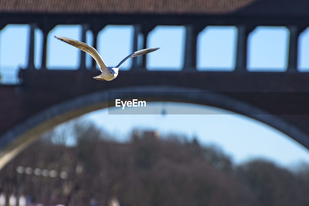 Close-up of a bird flying against blurred structure