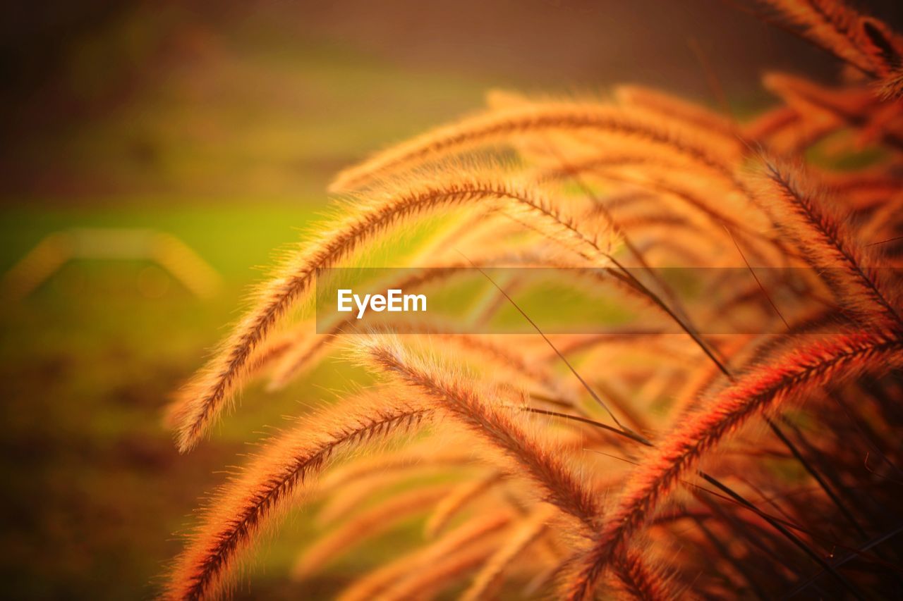 Close-up of fresh green plant during sunset