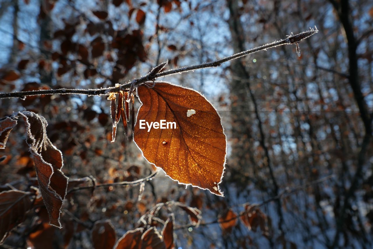 Close-up of dry leaves on branch against blurred background