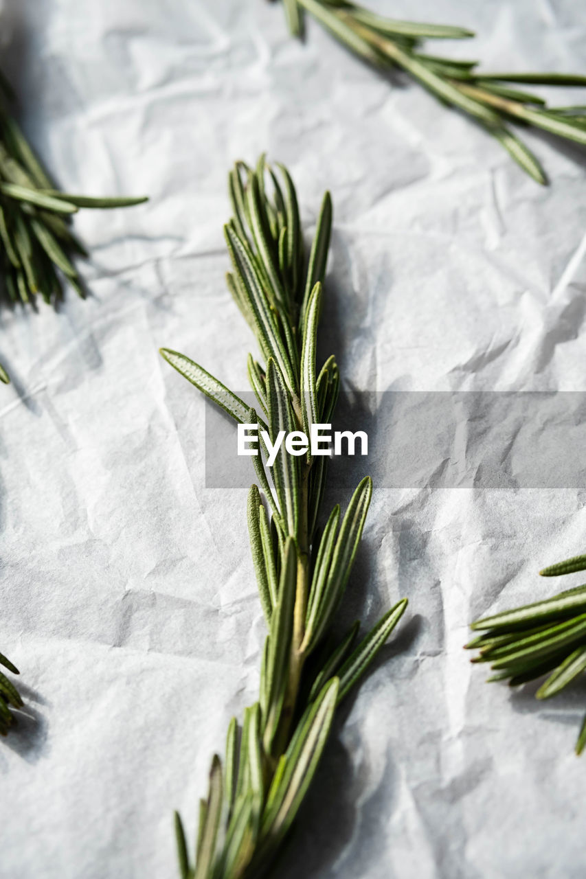 rosemary, food and drink, food, herb, plant, grass, leaf, no people, green, flower, freshness, wellbeing, indoors, plant part, branch, healthy eating, vegetable, studio shot, nature, close-up, produce, still life, ingredient, dill, organic, spice