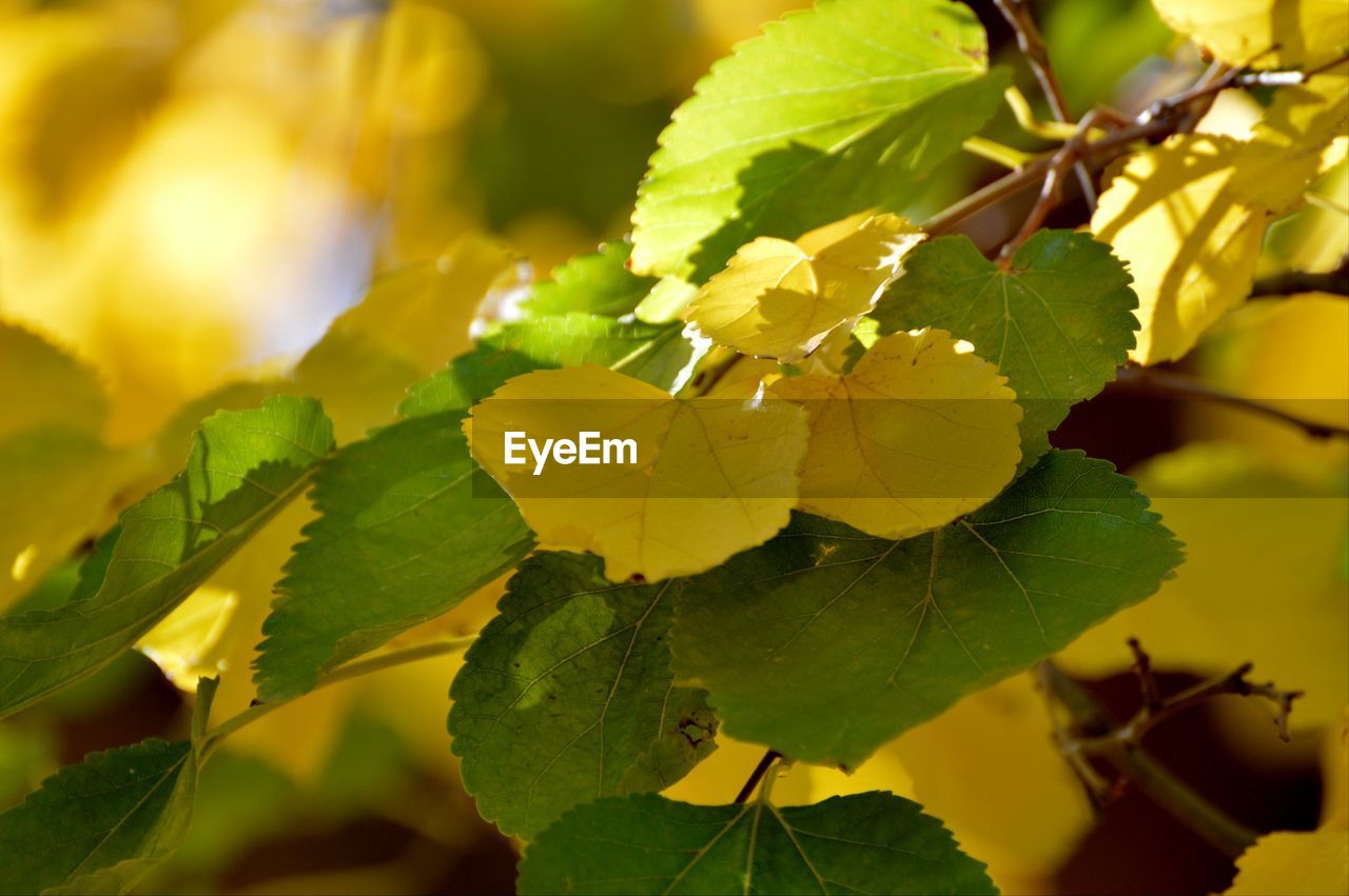 Yellow and green leaves on a sunny fall day