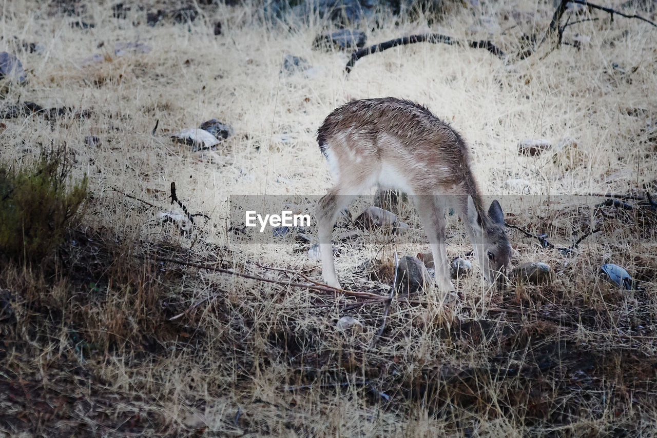 VIEW OF DEER ON FIELD