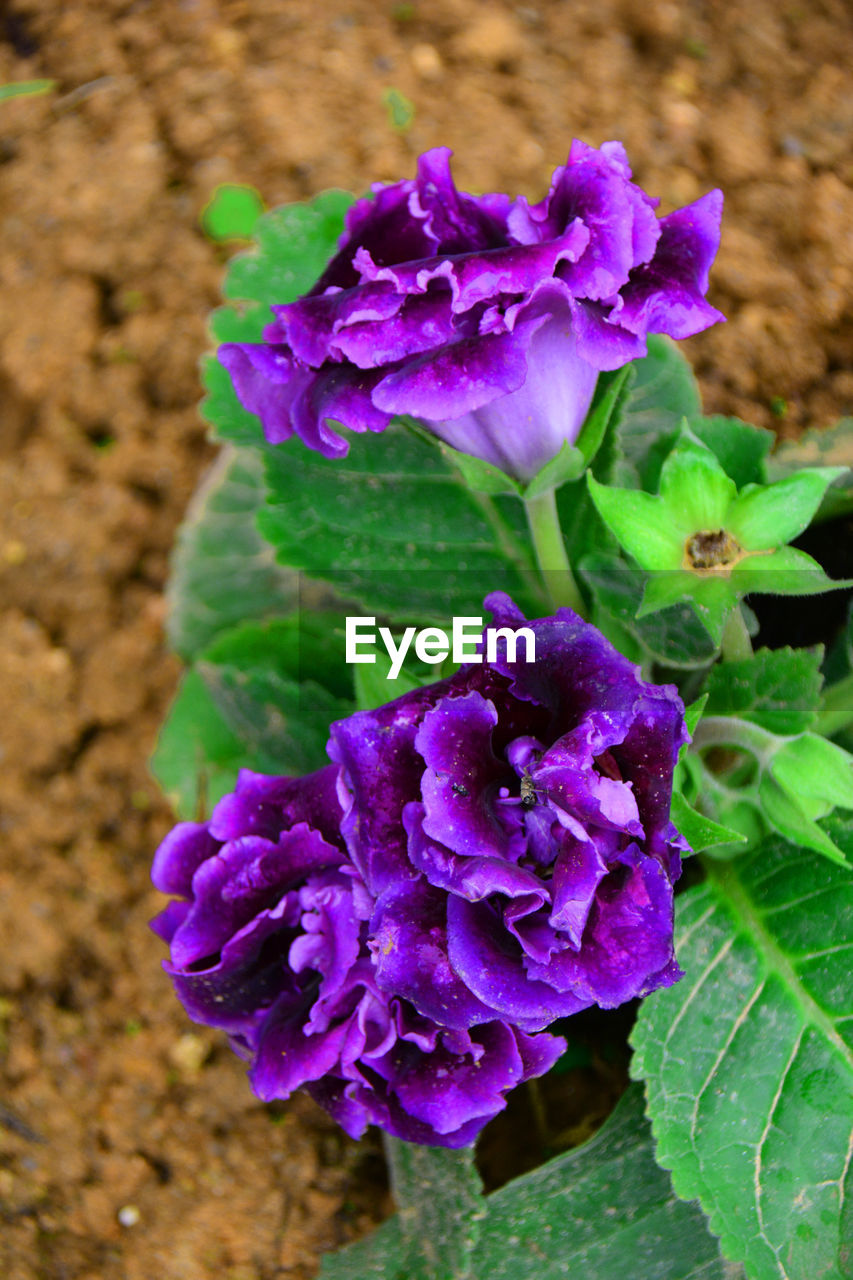 CLOSE-UP OF PURPLE FLOWERS BLOOMING