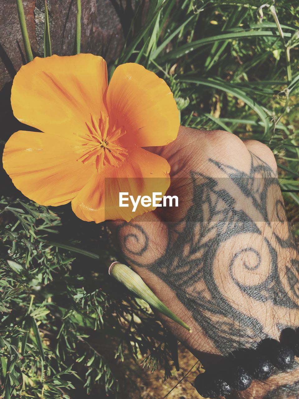 Cropped image of tattooed hand plucking yellow flower on field