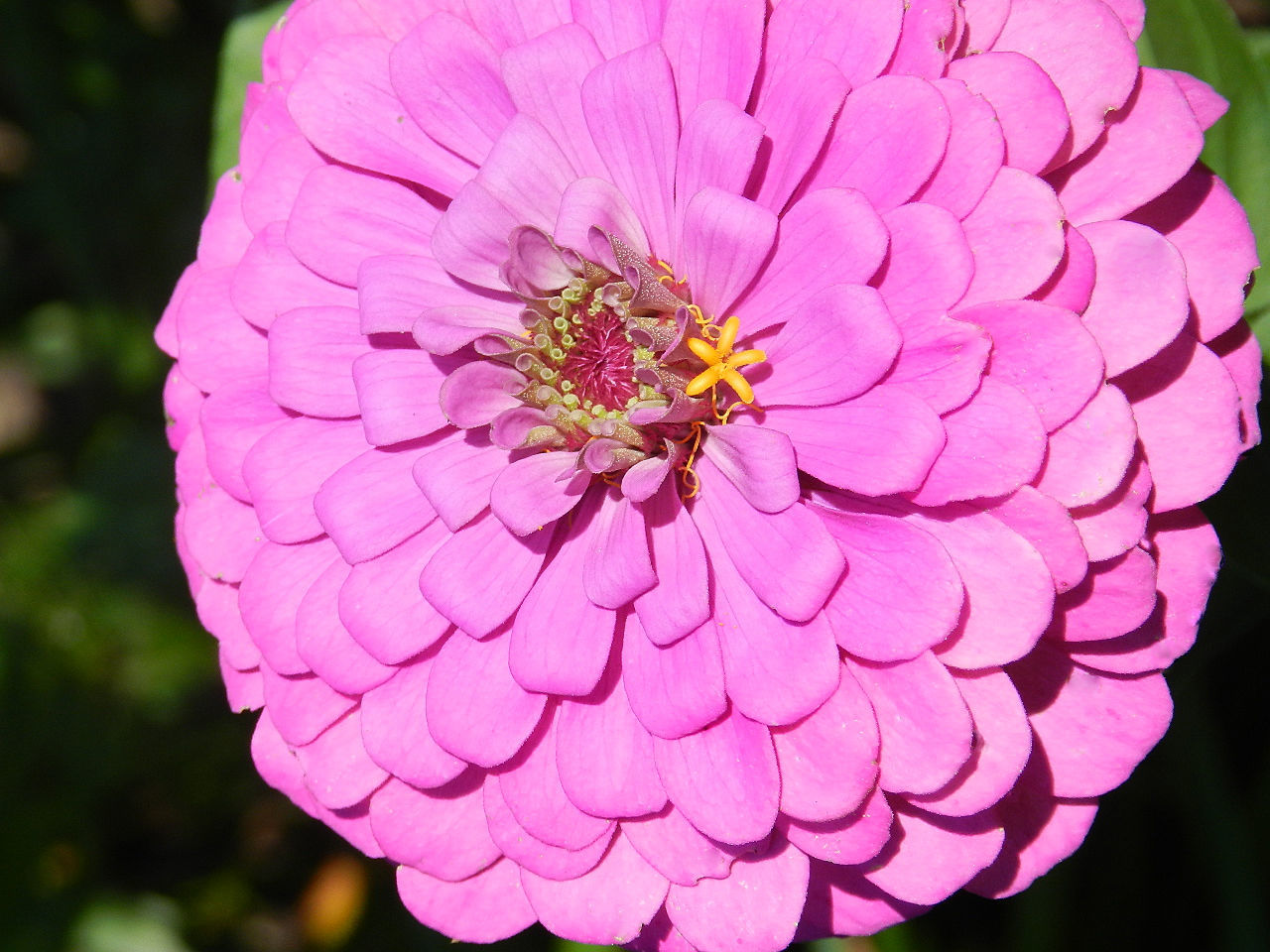 CLOSE-UP OF HONEY BEE POLLINATING ON PINK FLOWER