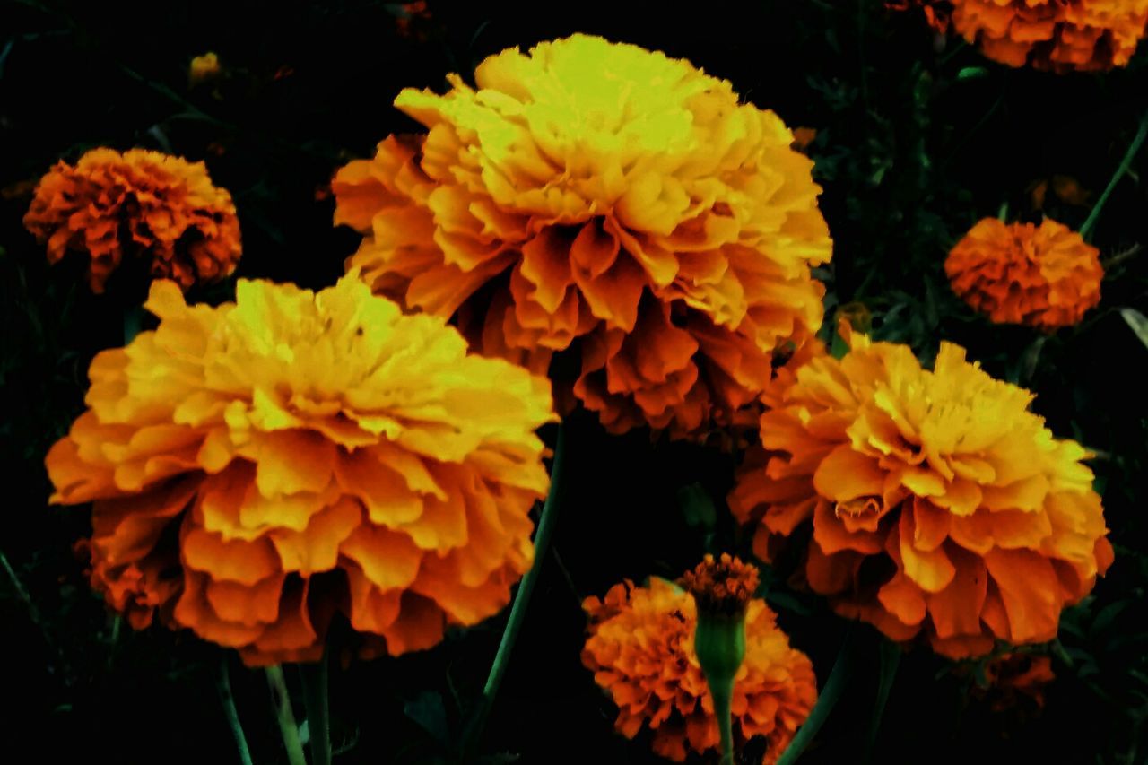 CLOSE-UP OF YELLOW FLOWER BLOOMING OUTDOORS