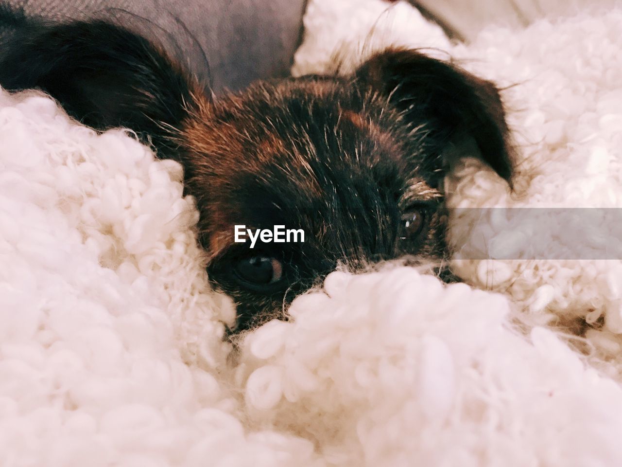 Close-up portrait of dog at home