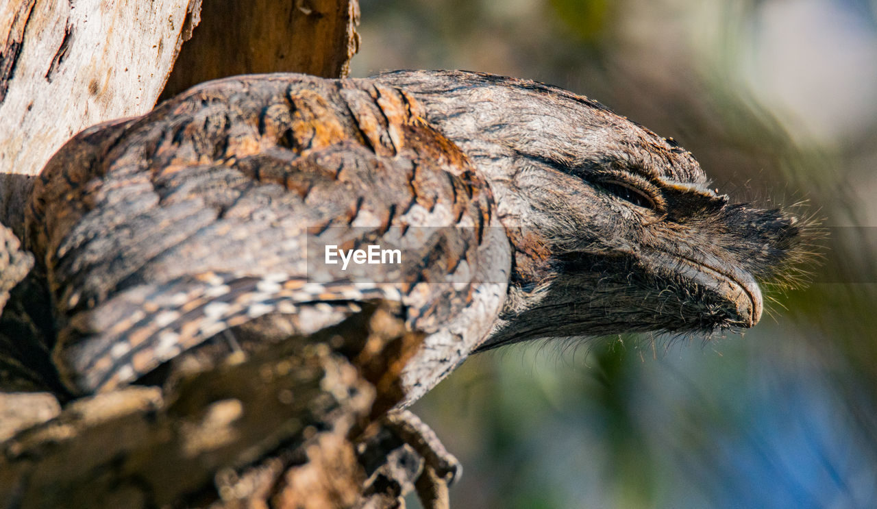 Close-up of tawny frogmouth perched on tree