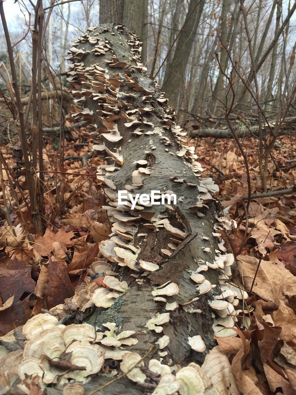 Mushrooms growing on fallen tree in forest during autumn