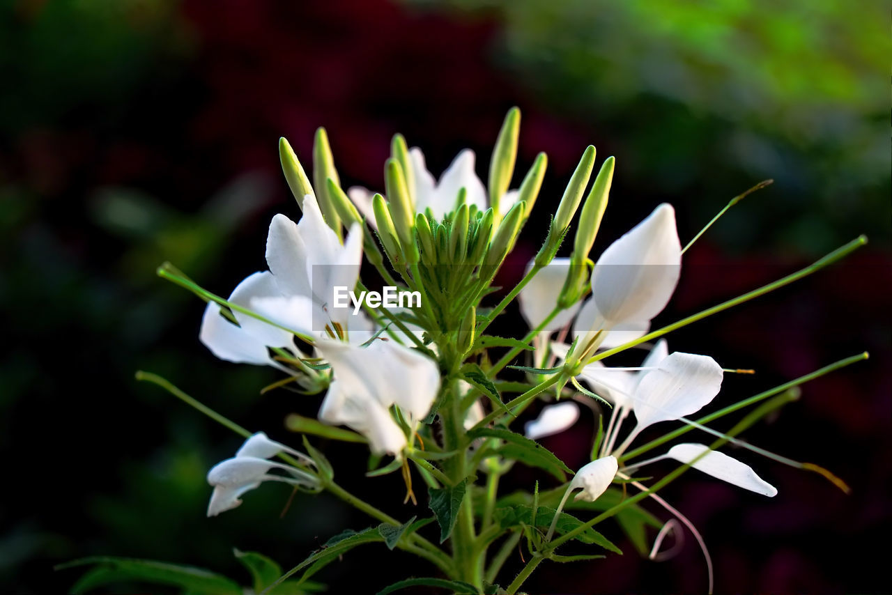 CLOSE-UP OF WHITE DAISY FLOWER