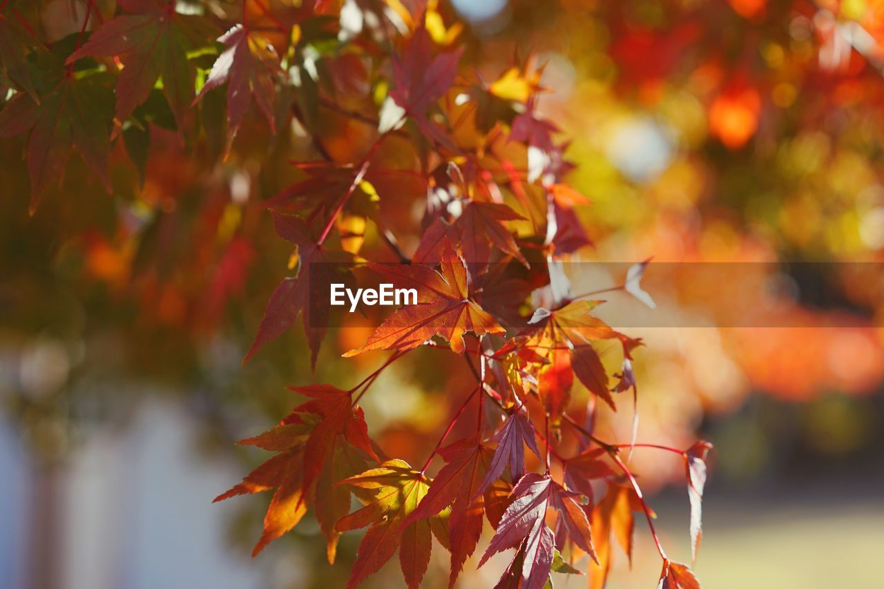 CLOSE-UP OF MAPLE LEAVES