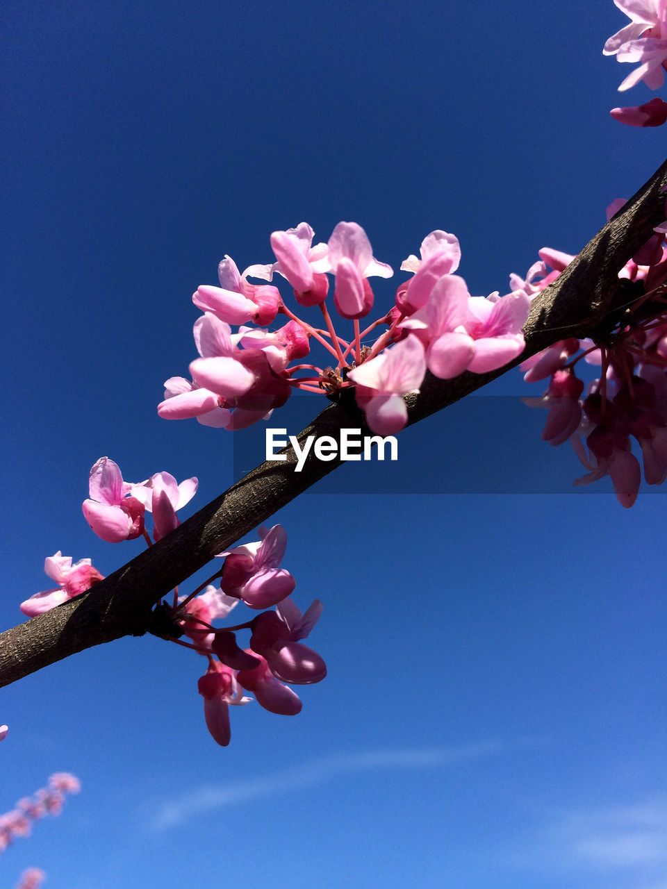 LOW ANGLE VIEW OF PINK FLOWERS AGAINST BLUE SKY