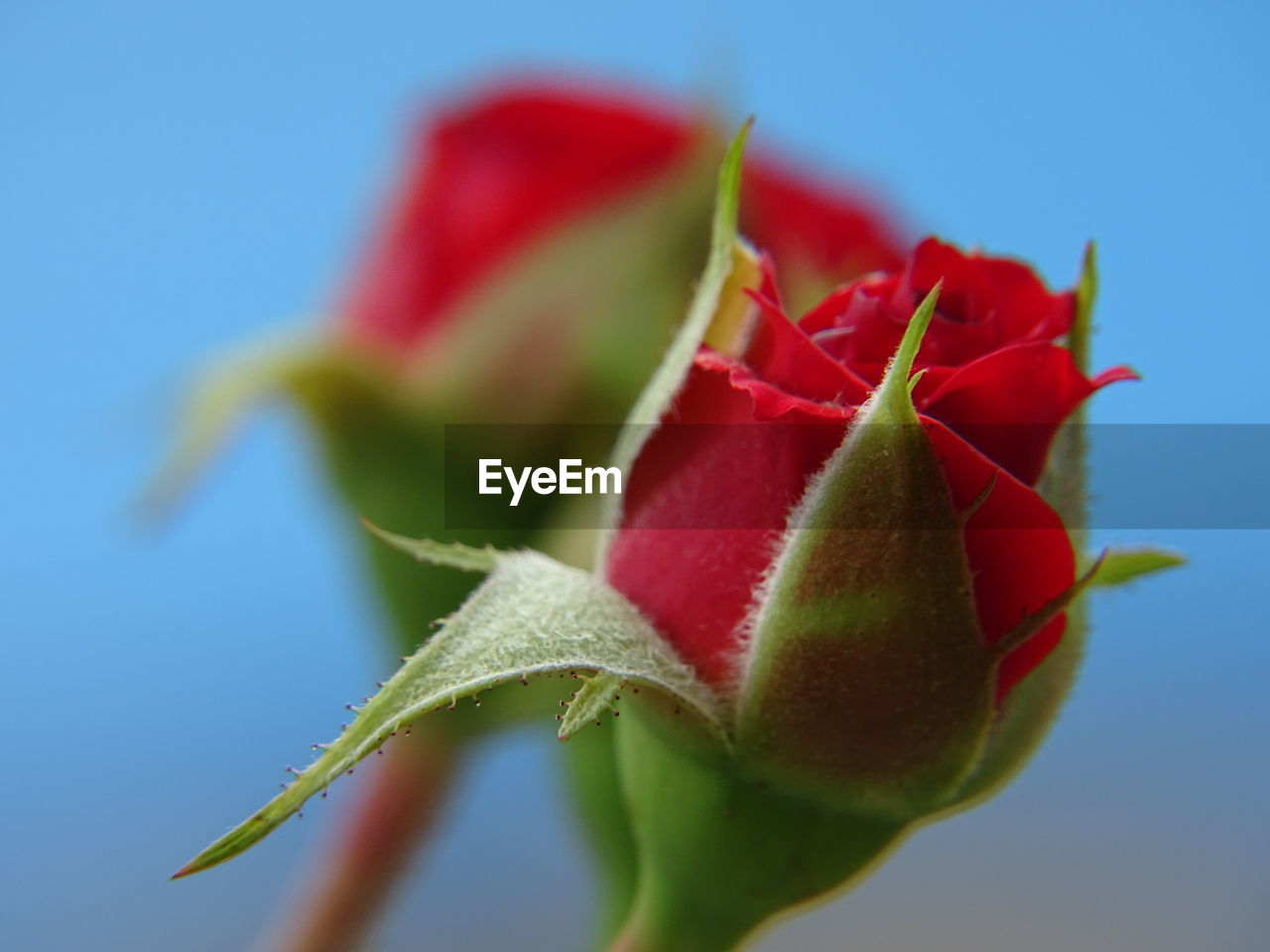 CLOSE-UP OF RED FLOWER