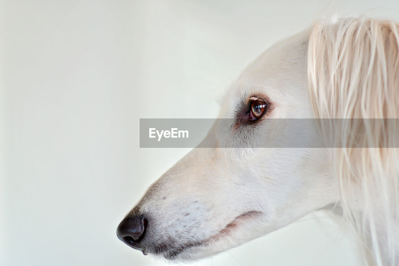 one animal, dog, animal, animal themes, pet, domestic animals, mammal, canine, white, animal body part, looking, close-up, animal head, looking away, indoors, portrait, retriever, side view, copy space, animal hair, nose, studio shot, profile view, no people, hound, white background, cute