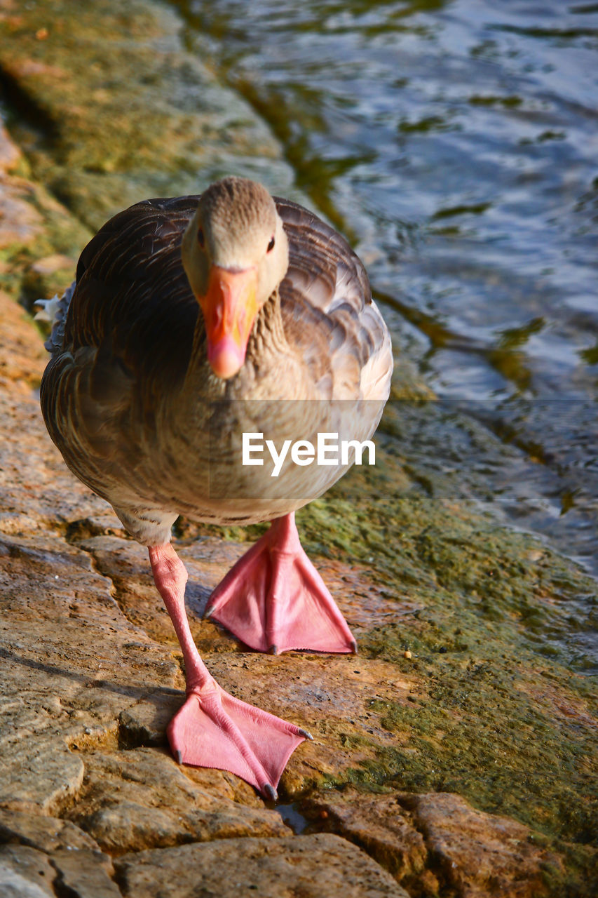 Berlin Graugans Tegeler See Animal Themes Animal Wildlife Focus On Foreground Full Length Gans Grey Goose Greylag Goose Lake No People One Animal Outdoors Water