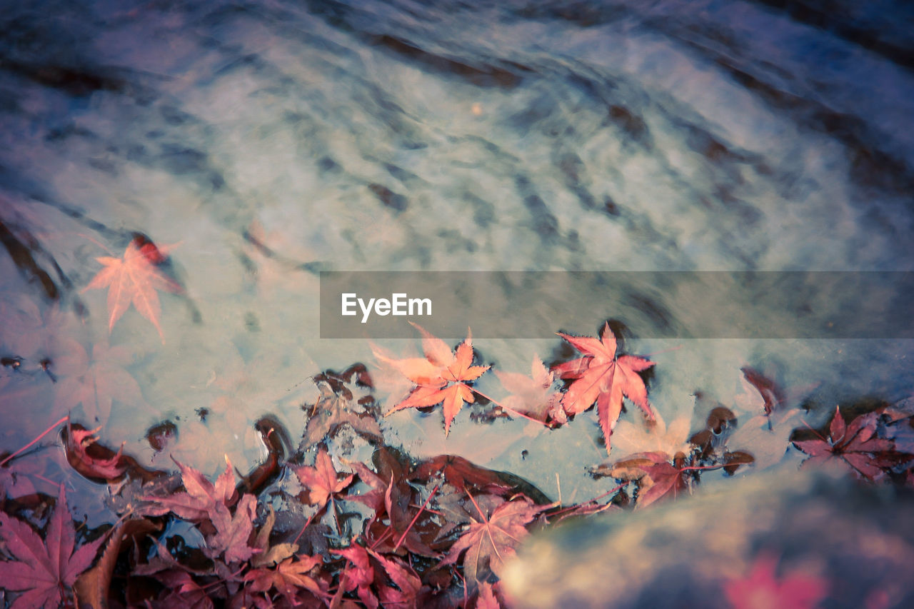 CLOSE-UP OF AUTUMNAL LEAVES ON WATER