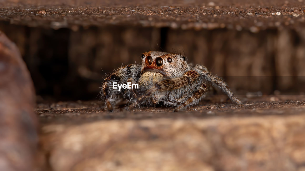 CLOSE-UP OF ANIMAL