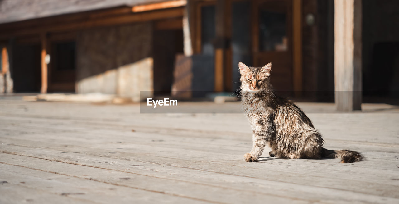 A young cat sits on a wooden platform and squints from the bright sun, copy space. 