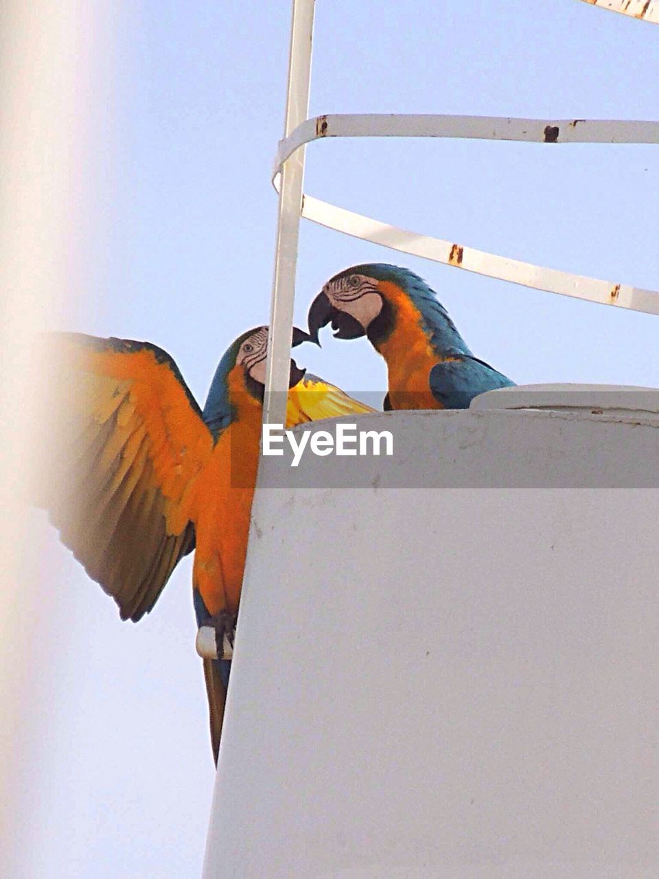 LOW ANGLE VIEW OF BIRD PERCHING ON POLE