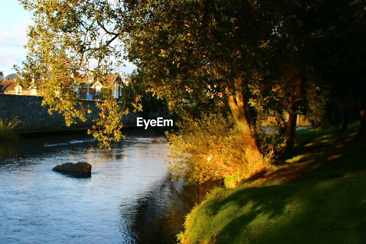 TREES IN WATER