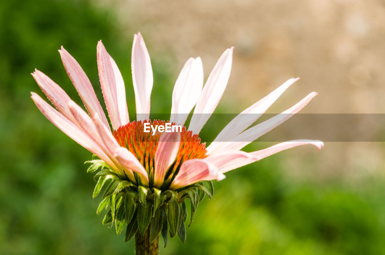 Close-up of flower blooming outdoors