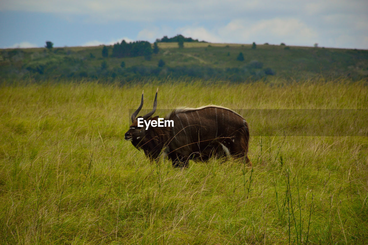 Side view of nyala on grassy field against sky