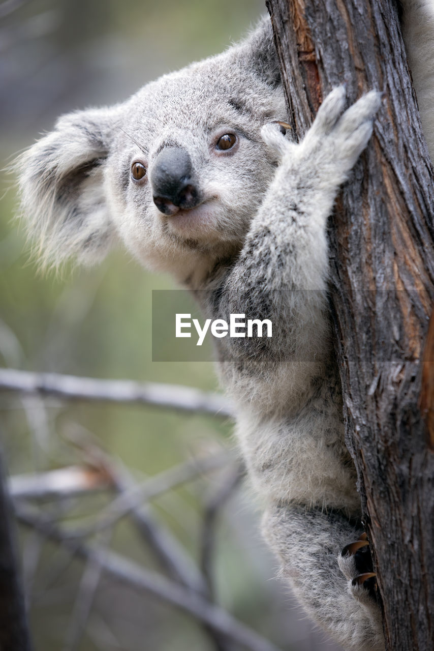 Close-up of a koala 