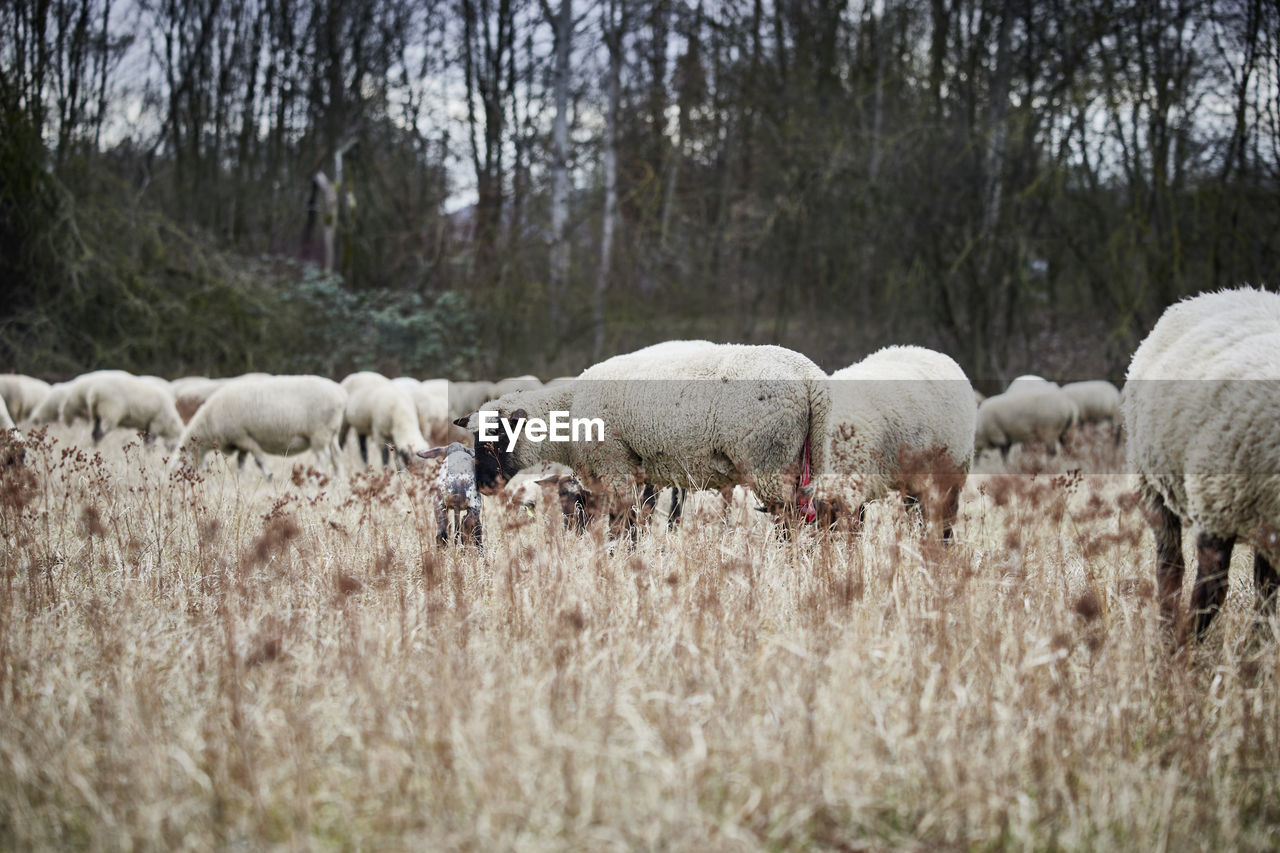 VIEW OF SHEEP IN FIELD