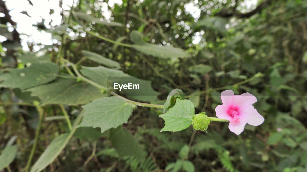 CLOSE-UP OF PINK FLOWERS BLOOMING