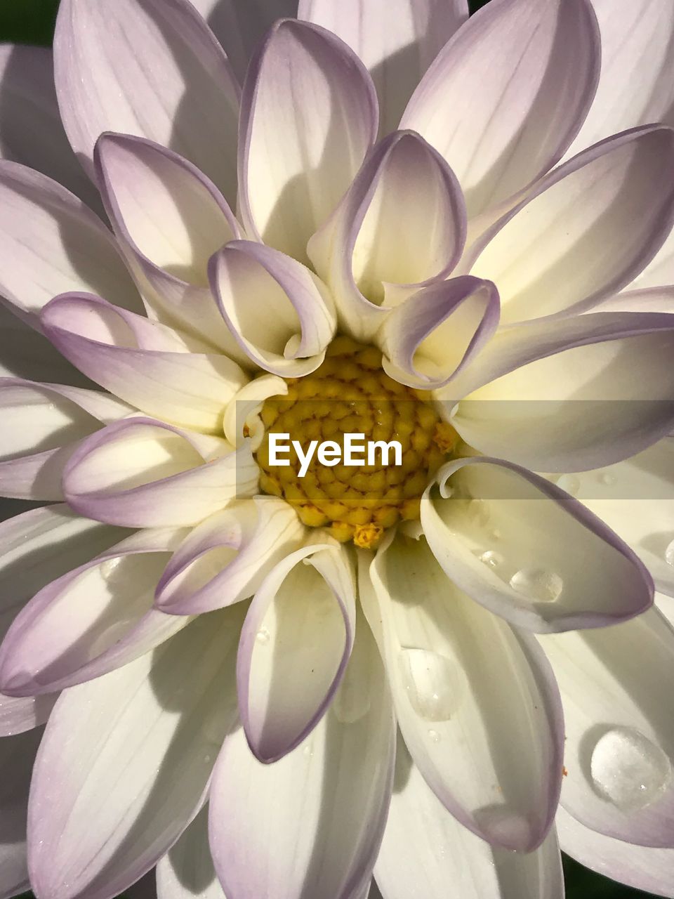 CLOSE-UP OF WHITE FLOWERS BLOOMING OUTDOORS