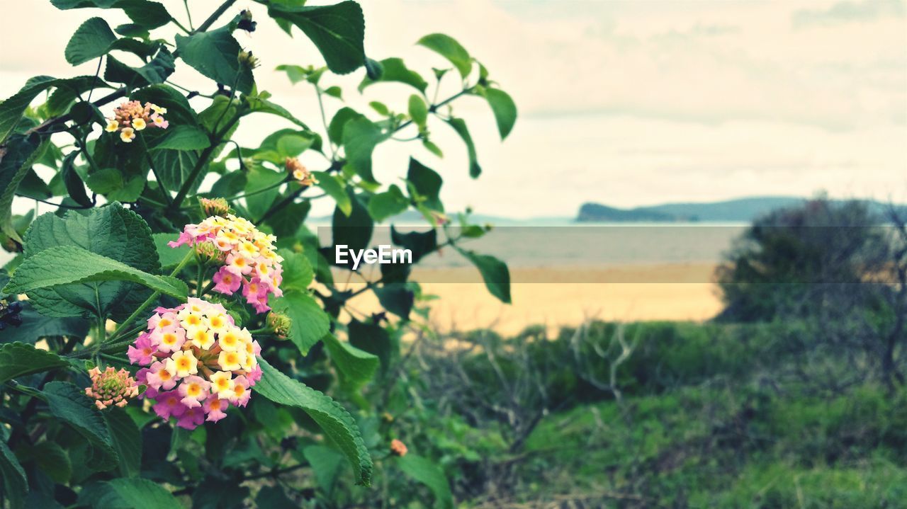 Close-up of flowers growing in field