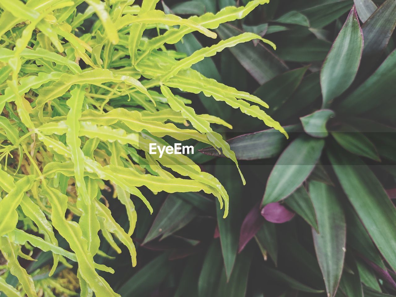 FULL FRAME SHOT OF GREEN LEAVES