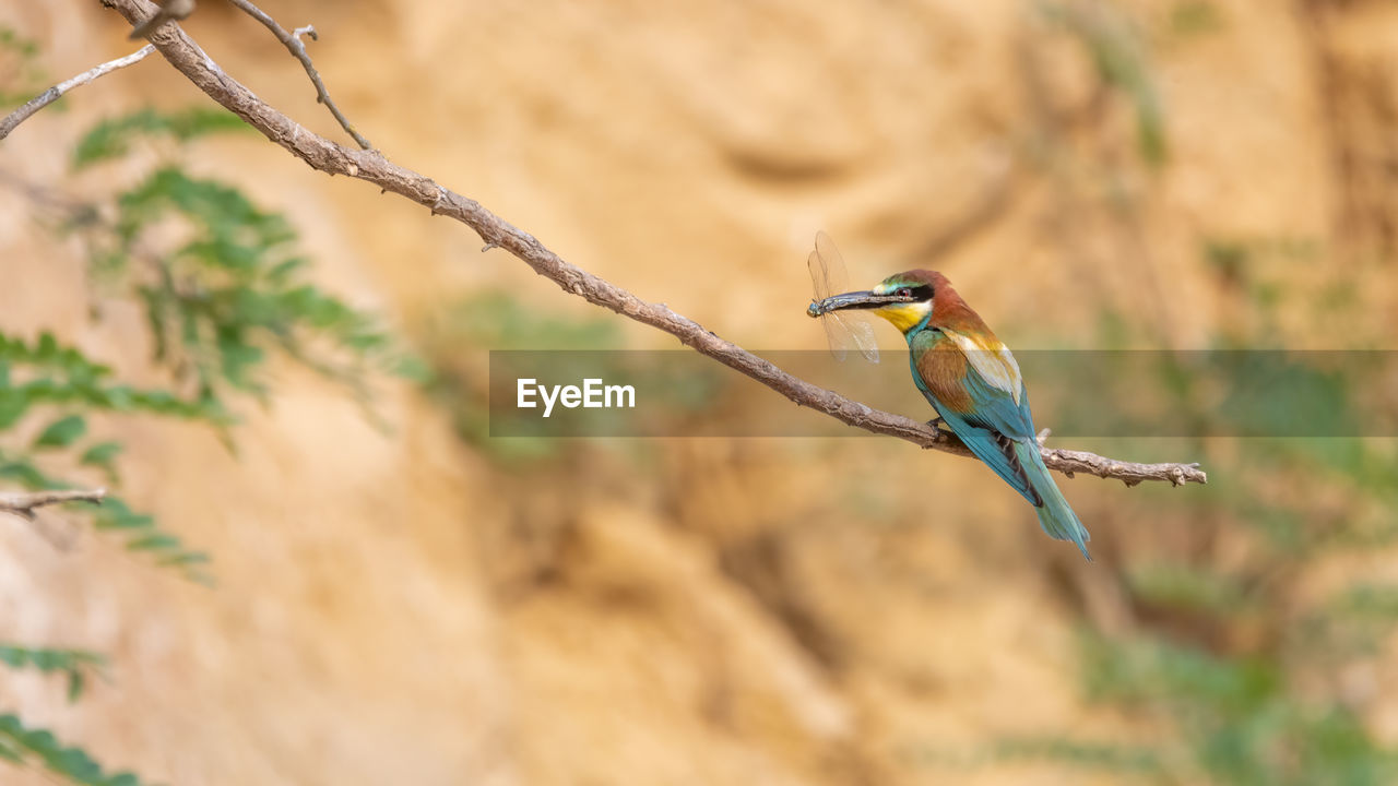 Bird perching on a branch