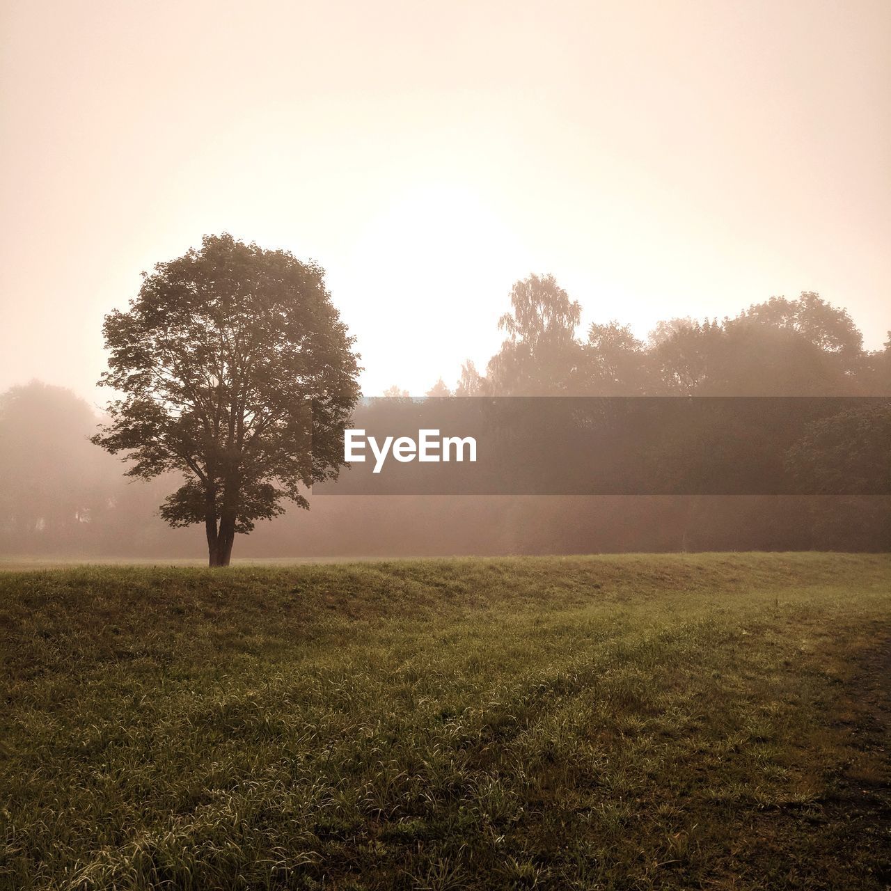 Tree on field against sky