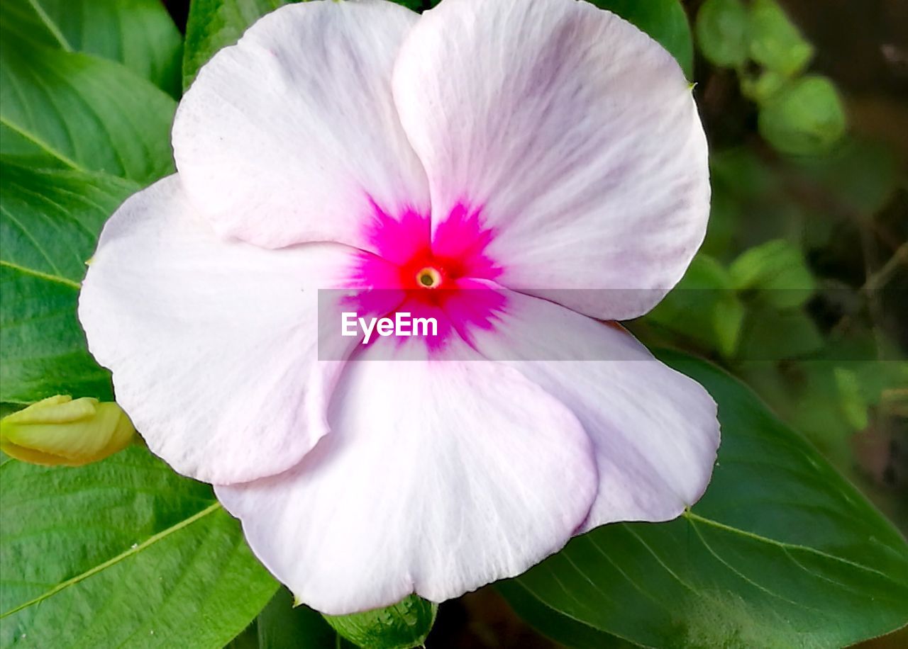 Close-up of pink flowering plant