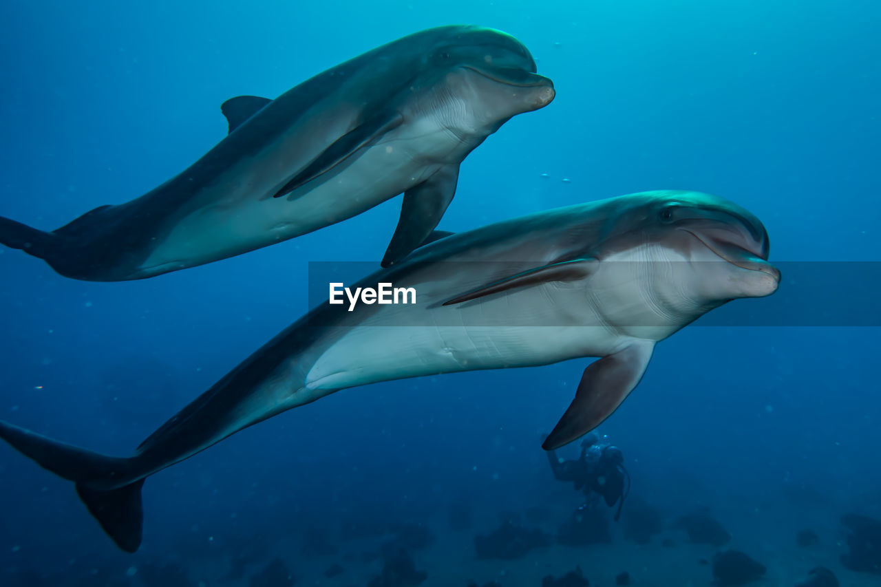 Dolphins swimming with divers in the red sea, eilat israel a.e