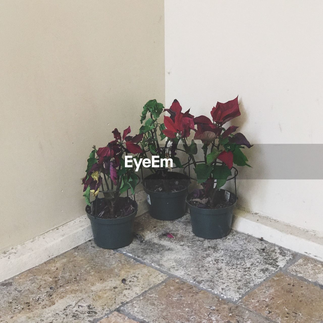 POTTED PLANT ON FLOOR