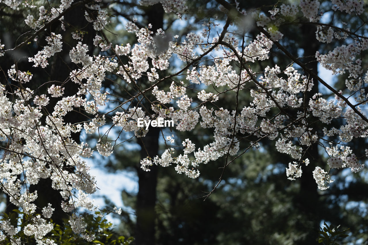 LOW ANGLE VIEW OF CHERRY BLOSSOMS AGAINST TREES