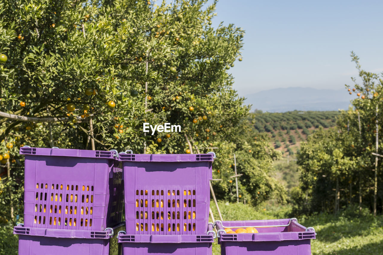 Low angle view of bee on tree against sky