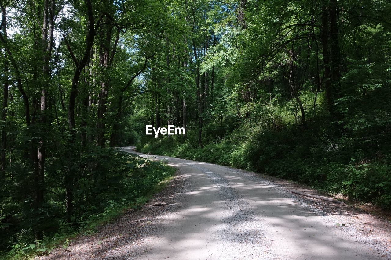 ROAD AMIDST TREES AND PLANTS IN FOREST