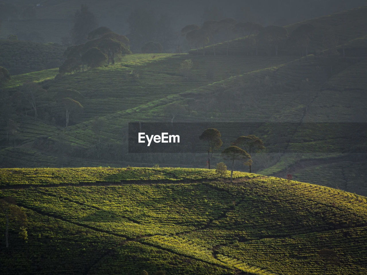 Scenic view of agricultural field