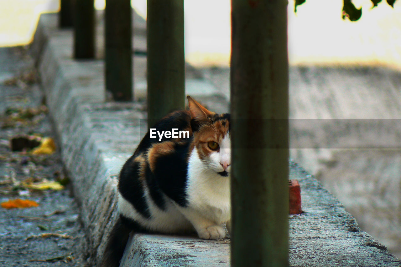 CLOSE-UP OF CAT ON STONE WALL