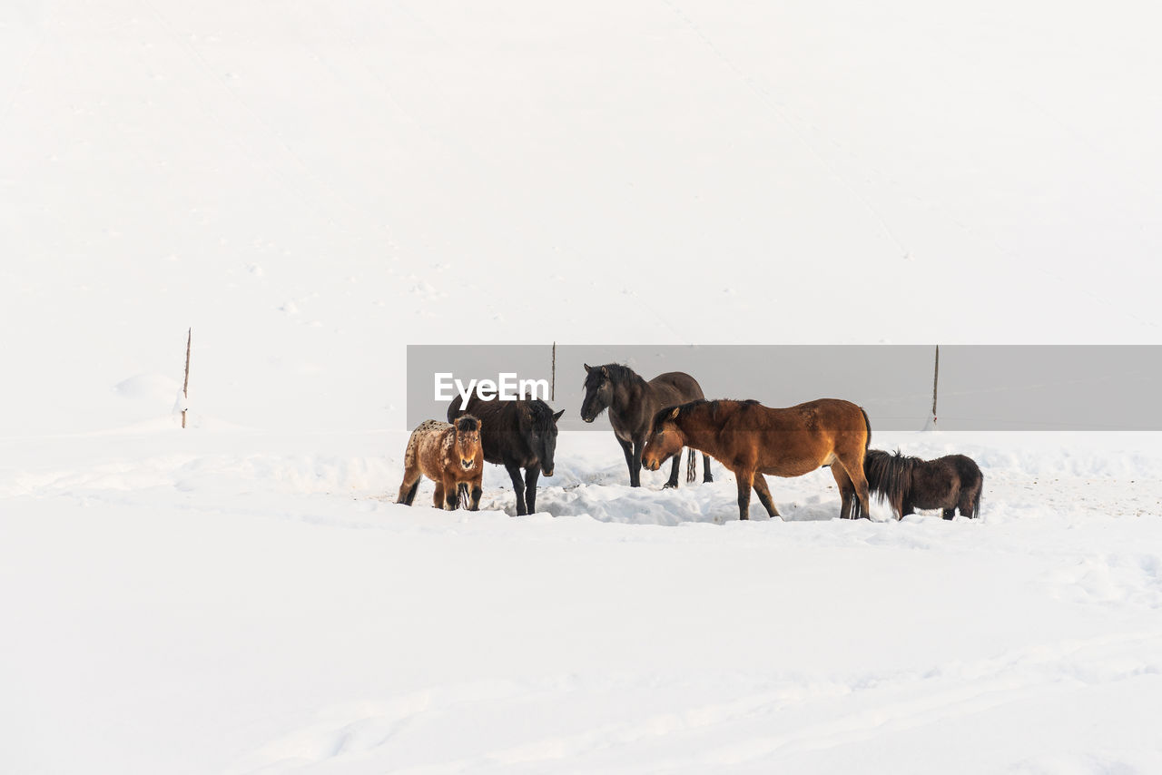 On a winter day a herd of horses standing in a snowy pasture. in the background the paddock fence.